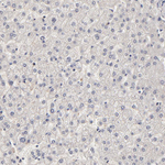 FRMD8 Antibody in Immunohistochemistry (Paraffin) (IHC (P))