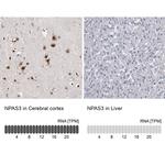 NPAS3 Antibody