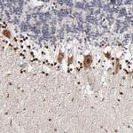 NPAS3 Antibody in Immunohistochemistry (IHC)