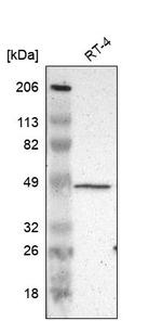 ZFYVE1 Antibody in Western Blot (WB)