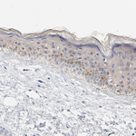 AADAC Antibody in Immunohistochemistry (Paraffin) (IHC (P))