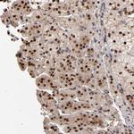 EAPP Antibody in Immunohistochemistry (Paraffin) (IHC (P))
