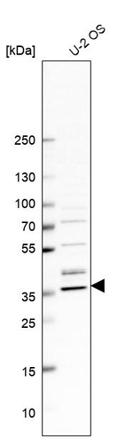 CGRRF1 Antibody in Western Blot (WB)