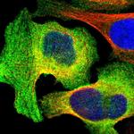 AHNAK2 Polyclonal Antibody