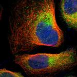 SRRD Polyclonal Antibody