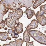 SRRD Antibody in Immunohistochemistry (IHC)