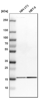 GMFB Antibody in Western Blot (WB)