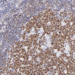 Lrmp Polyclonal Antibody