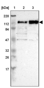 CEP97 Antibody in Western Blot (WB)