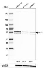 DLST Antibody in Western Blot (WB)