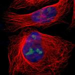 eIF3l Polyclonal Antibody