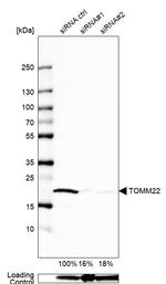 TOMM22 Antibody