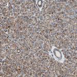 TOMM22 Antibody in Immunohistochemistry (IHC)