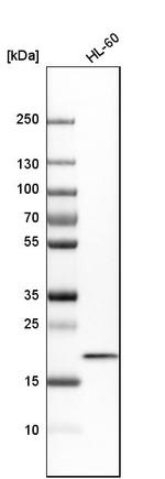 TOMM22 Antibody in Western Blot (WB)
