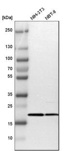 TOMM22 Antibody in Western Blot (WB)