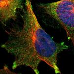 TTLL12 Polyclonal Antibody