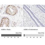 ASB9 Antibody in Immunohistochemistry (IHC)