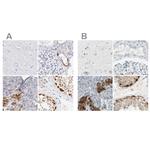 ASB9 Antibody in Immunohistochemistry (IHC)