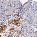 ASB9 Antibody in Immunohistochemistry (IHC)