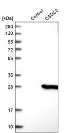 CSDC2 Antibody in Western Blot (WB)