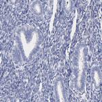 HORMAD2 Antibody in Immunohistochemistry (Paraffin) (IHC (P))