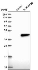 HORMAD2 Antibody in Western Blot (WB)