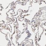 TANGO2 Antibody in Immunohistochemistry (Paraffin) (IHC (P))