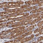 TANGO2 Antibody in Immunohistochemistry (Paraffin) (IHC (P))