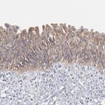 TANGO2 Antibody in Immunohistochemistry (IHC)