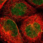 THAP7 Polyclonal Antibody