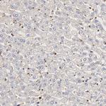 STON2 Antibody in Immunohistochemistry (Paraffin) (IHC (P))