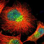 FAM199X Polyclonal Antibody