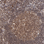 WDR25 Antibody in Immunohistochemistry (Paraffin) (IHC (P))