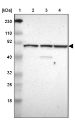 WDR25 Antibody in Western Blot (WB)