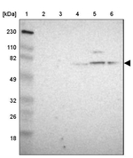 Gephyrin Antibody in Western Blot (WB)