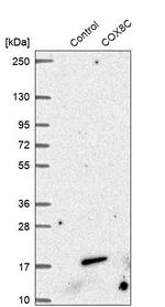 COX8C Antibody in Western Blot (WB)