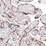 AFF2 Antibody in Immunohistochemistry (Paraffin) (IHC (P))
