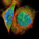 PBDC1 Polyclonal Antibody