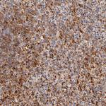 FRMPD3 Polyclonal Antibody