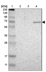 ZNF37A Antibody in Western Blot (WB)