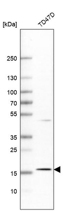 Apolipoprotein O Antibody in Western Blot (WB)