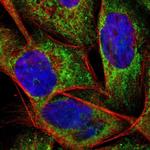 Apolipoprotein O Polyclonal Antibody