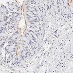 RIBC2 Antibody in Immunohistochemistry (Paraffin) (IHC (P))