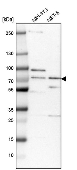 OGFOD1 Antibody in Western Blot (WB)