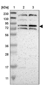 ZNF90 Antibody in Western Blot (WB)
