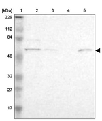 ZNF550 Antibody in Western Blot (WB)