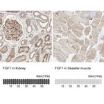 FGF1 Antibody