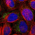 WSB1 Polyclonal Antibody