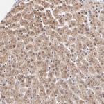 WSB1 Antibody in Immunohistochemistry (Paraffin) (IHC (P))