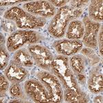 ASB8 Antibody in Immunohistochemistry (Paraffin) (IHC (P))